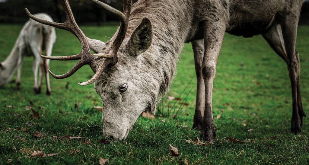 Parkland and Wild Deer Management