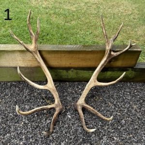 Wild Deer Shed Antler