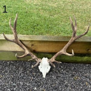 Mounted Wild Deer Antlers