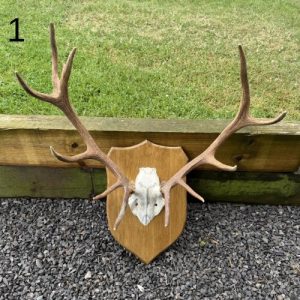 Mounted Wild Deer Antlers on Wooden Shield